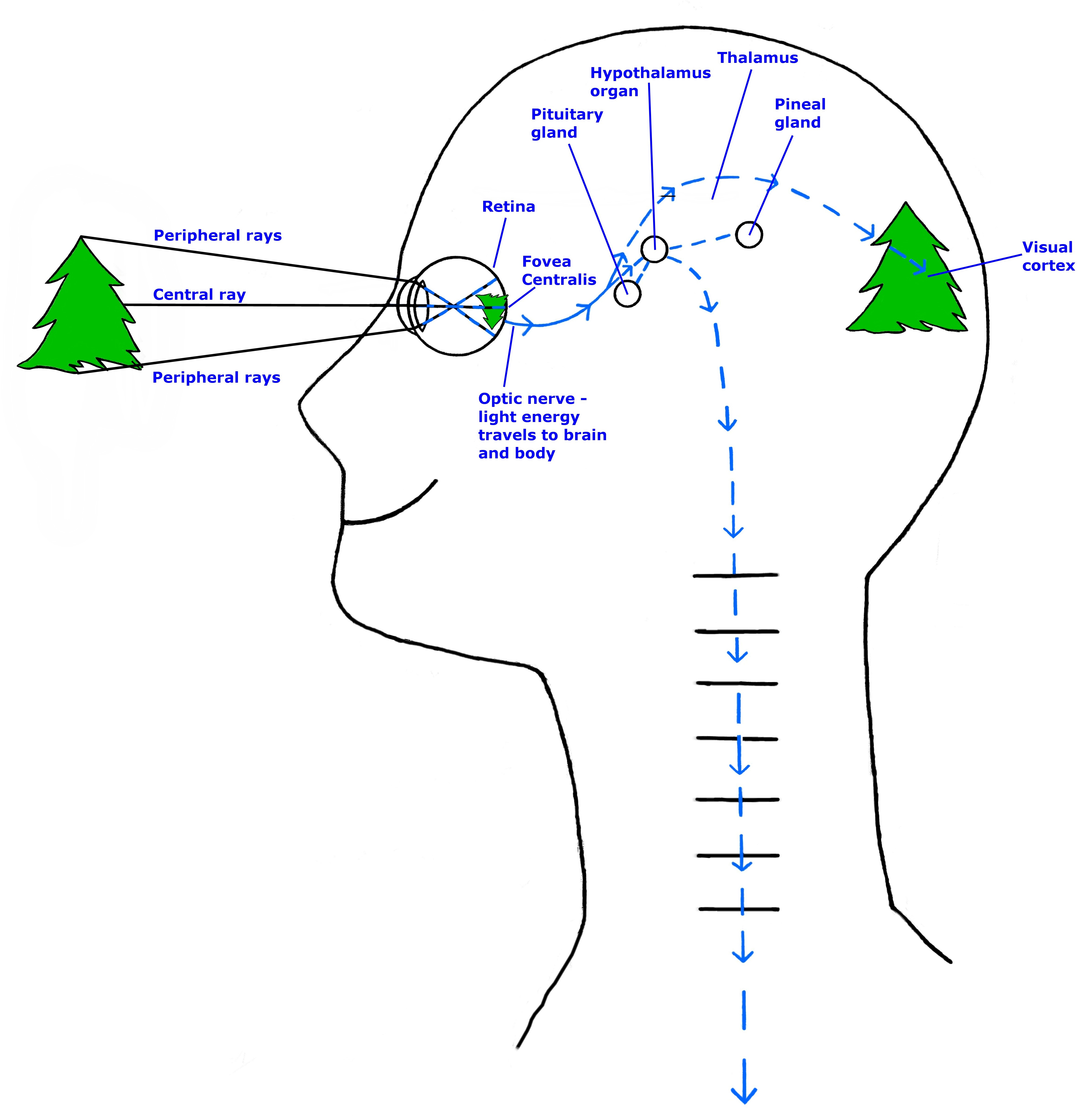Light rays, enery signals travel in the eyes, brain, body